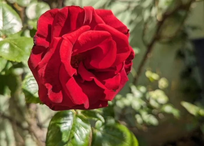 An Der Bimmelbahn شقة فندقية فيرنغروده